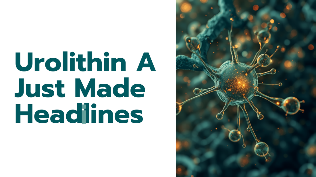 16:9 blog header for Urolithin A Just Made Headlines, headline text on the left, teal and gold mitochondria illustration on the right