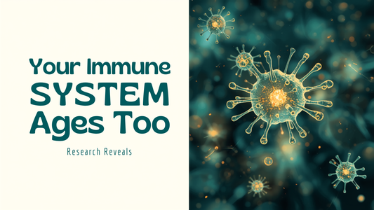 Blog header illustrating immune cells and mitochondria alongside the title Your Immune System Ages Too, What New Urolithin A Research Reveals