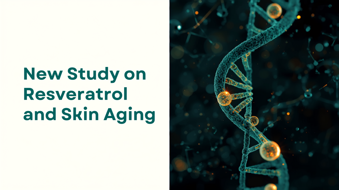 16:9 blog header for New Study on Resveratrol and Skin Aging, headline text on the left, teal and gold cellular molecule illustration on the right