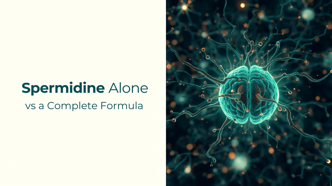 Blog header illustrating neurons and molecular structures alongside the title Spermidine Alone vs a Complete Formula