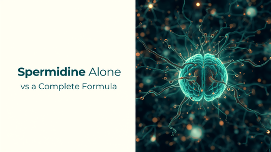 Blog header illustrating neurons and molecular structures alongside the title Spermidine Alone vs a Complete Formula