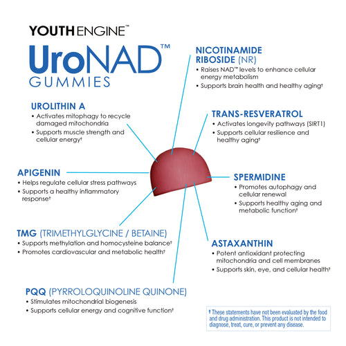 Youth Engine™ — UroNAD Gummies 30 Servings